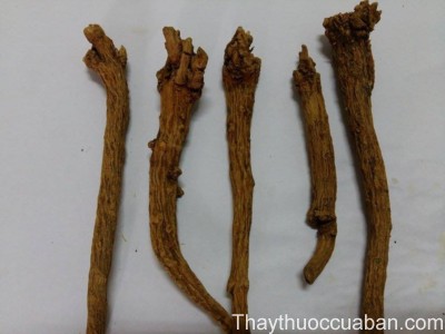 H&igrave;nh ảnh vị thuốc ho&agrave;ng cầm